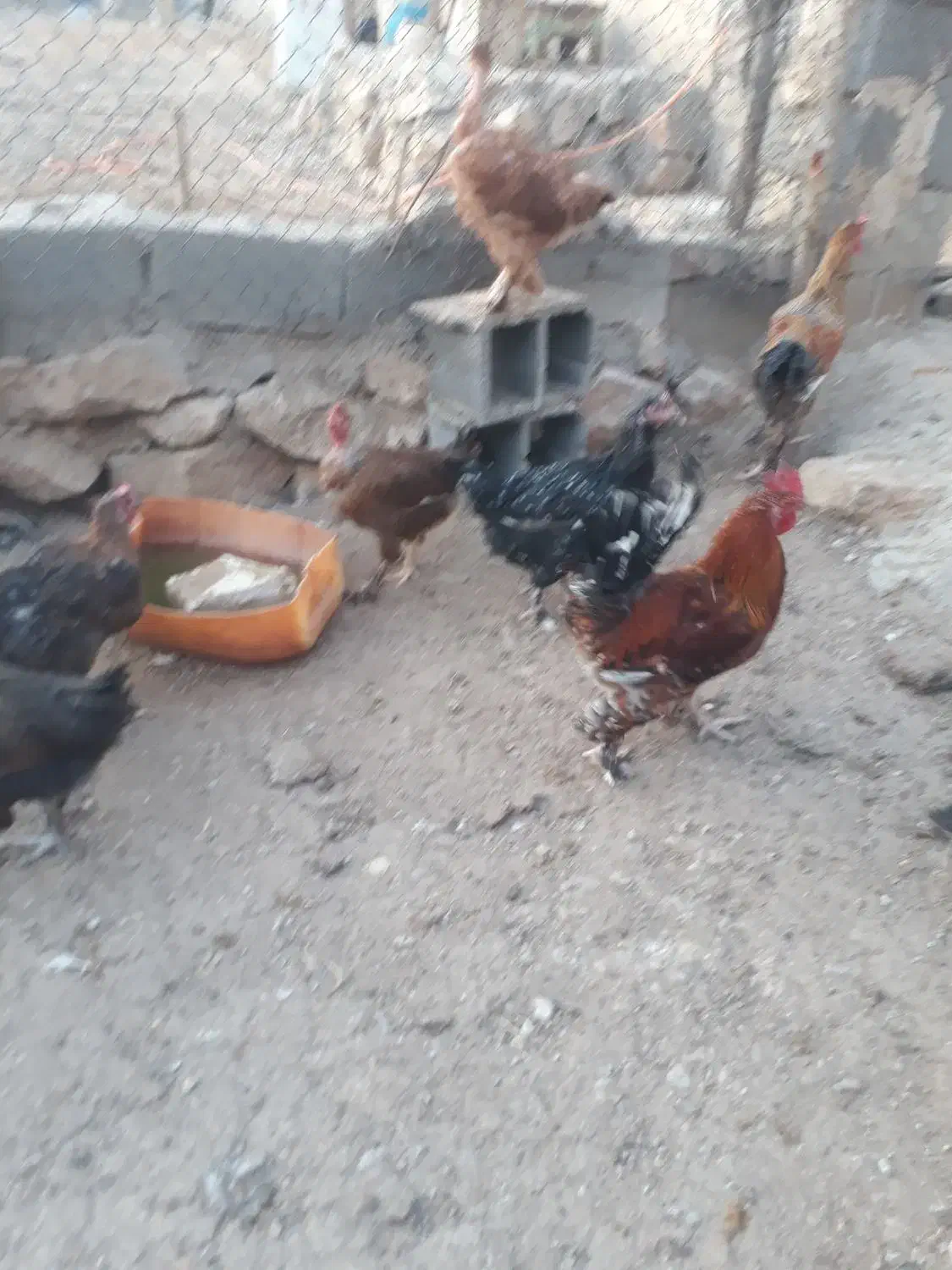 خروس دیلگونی|حیوانات مزرعه|سوق, |دیوار