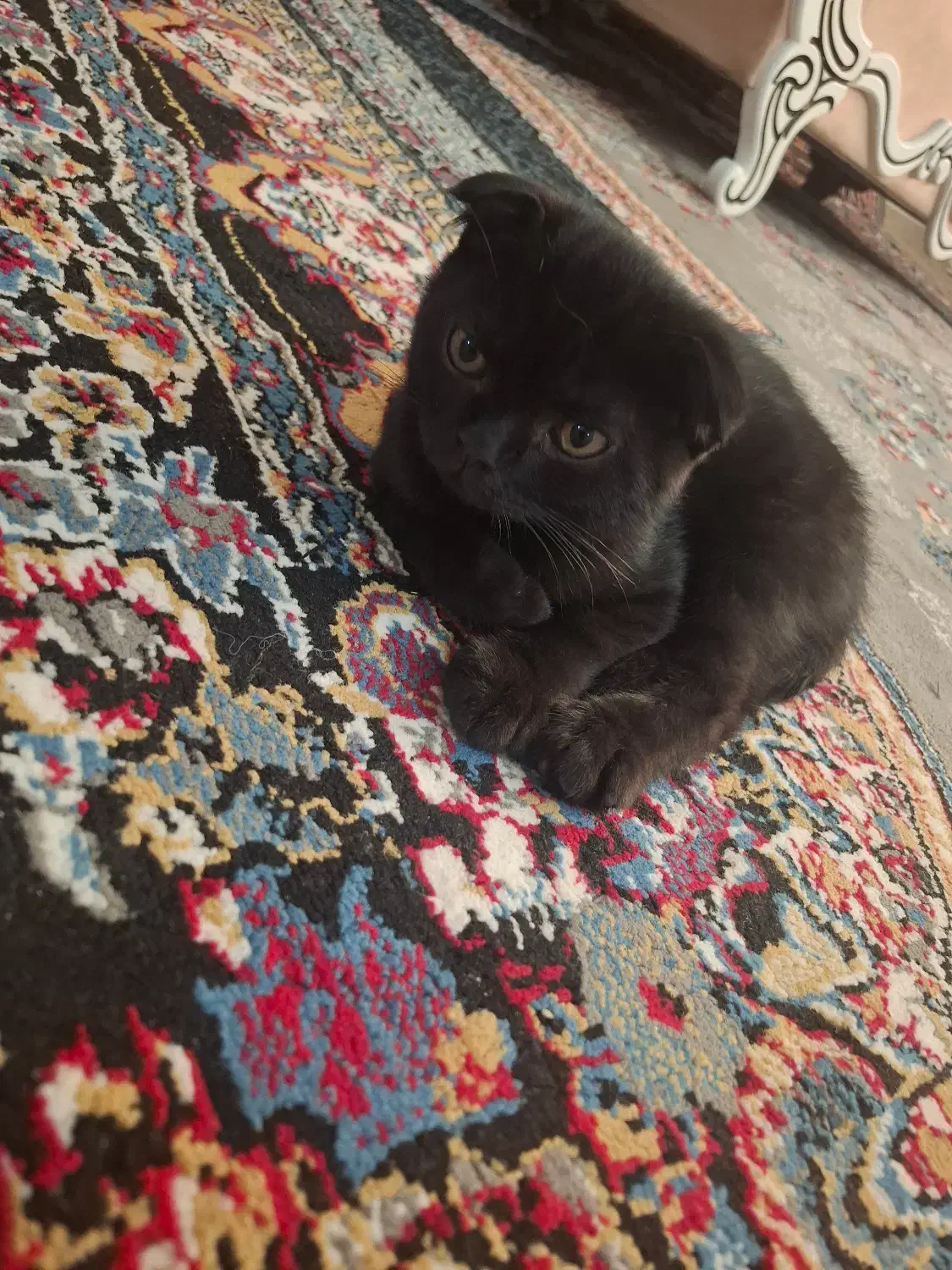 گربه اسکاتیش فولد|گربه|مراغه, |دیوار