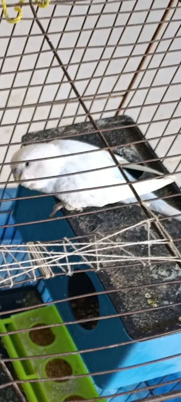 نرمعاوضه باماده|پرنده|حمیدیه, |دیوار