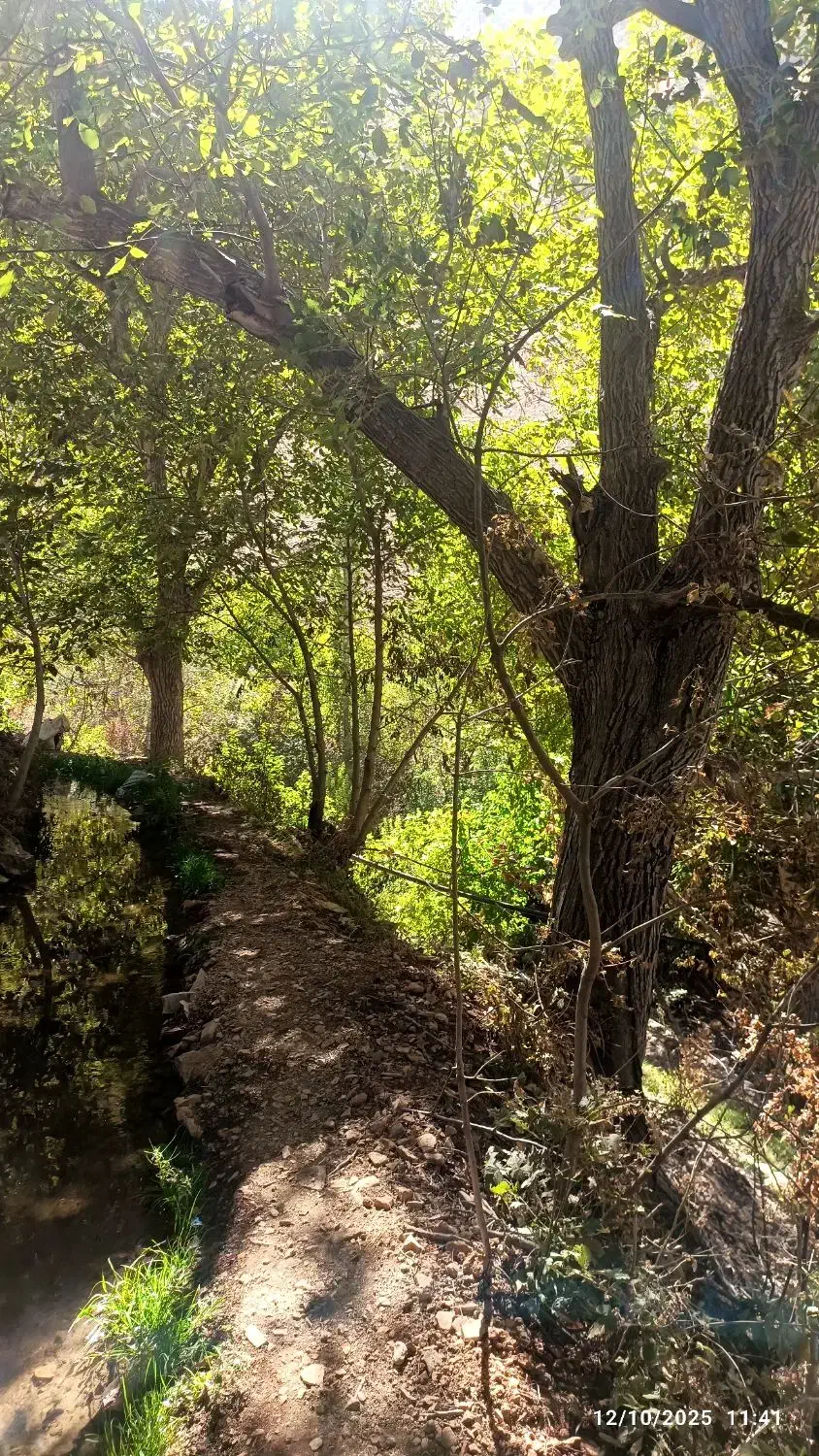 چوب|گل و گیاه طبیعی|جوانرود, |دیوار