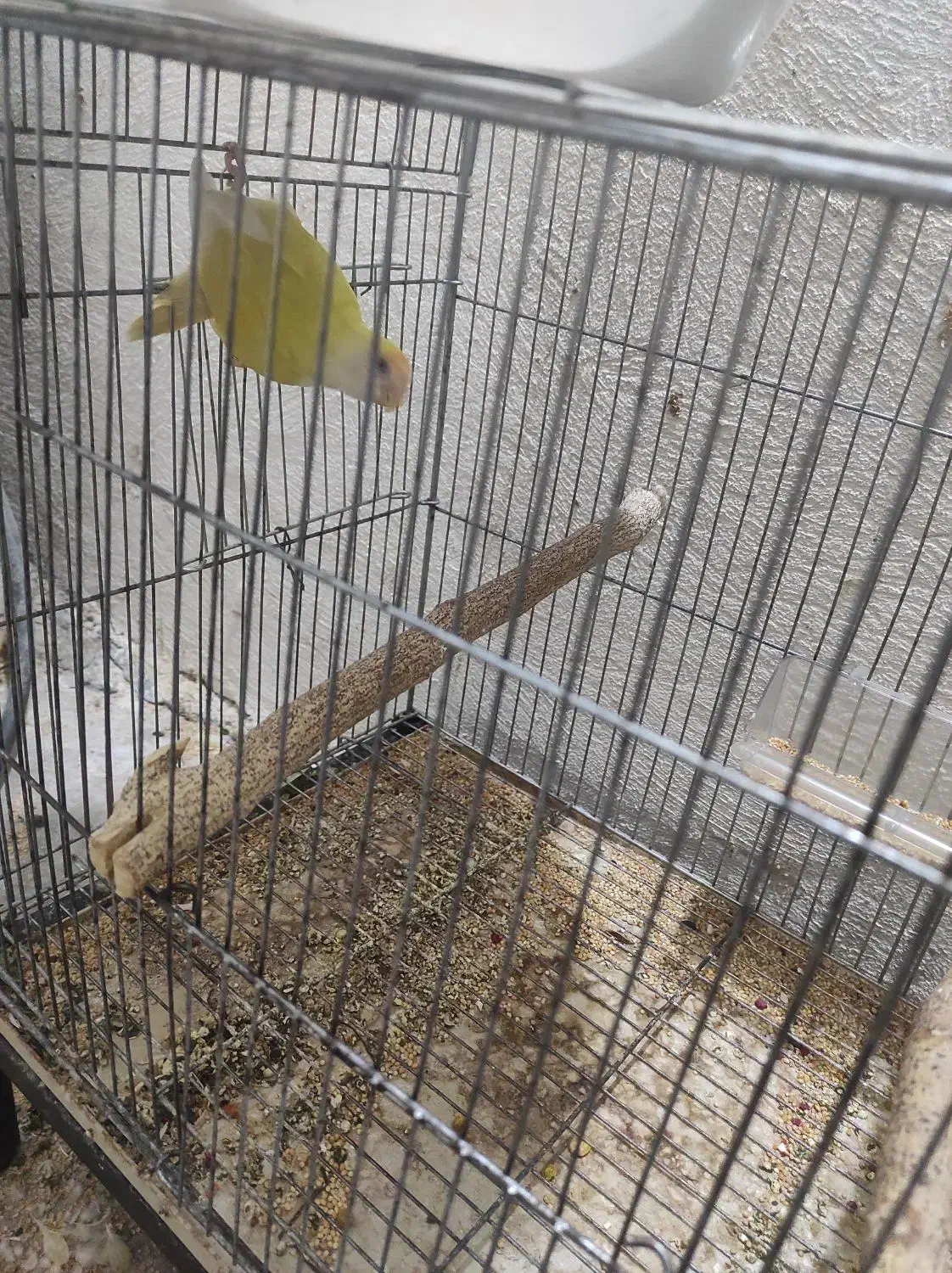 طوطی برزیلی ۱۰۰ درصد نر|پرنده|بهبهان, |دیوار