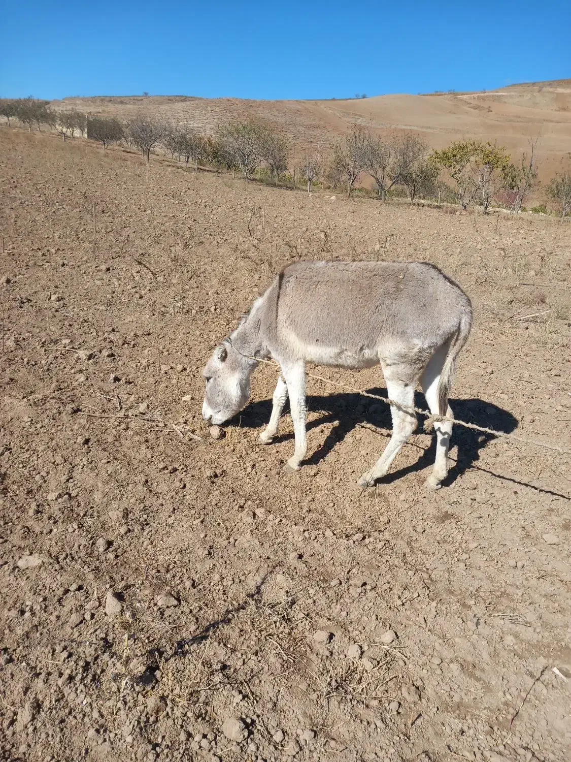فروشی|حیوانات مزرعه|بجنورد, |دیوار