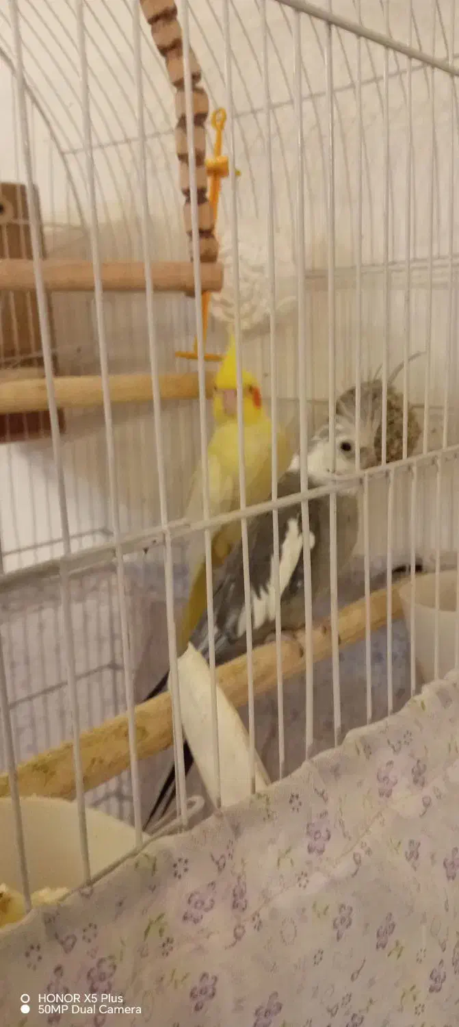 عروس هلند مولد|پرنده|محمدشهر, شهرک چمران|دیوار