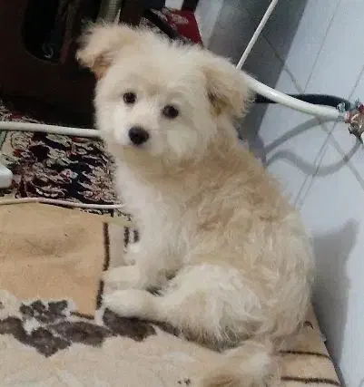 حیوانات|سگ|کرمان, |دیوار