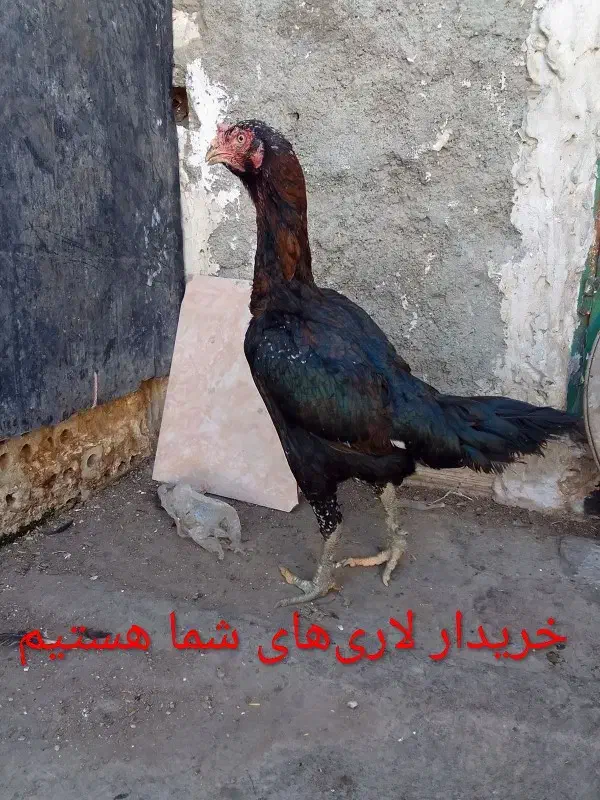 مرغ لاری خروس لاری ومحلی|حیوانات مزرعه|تهران, بهارستان|دیوار