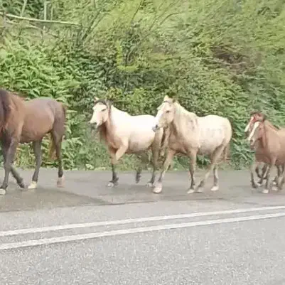 اسب|اسب و تجهیزات اسبسواری|رامسر, |دیوار