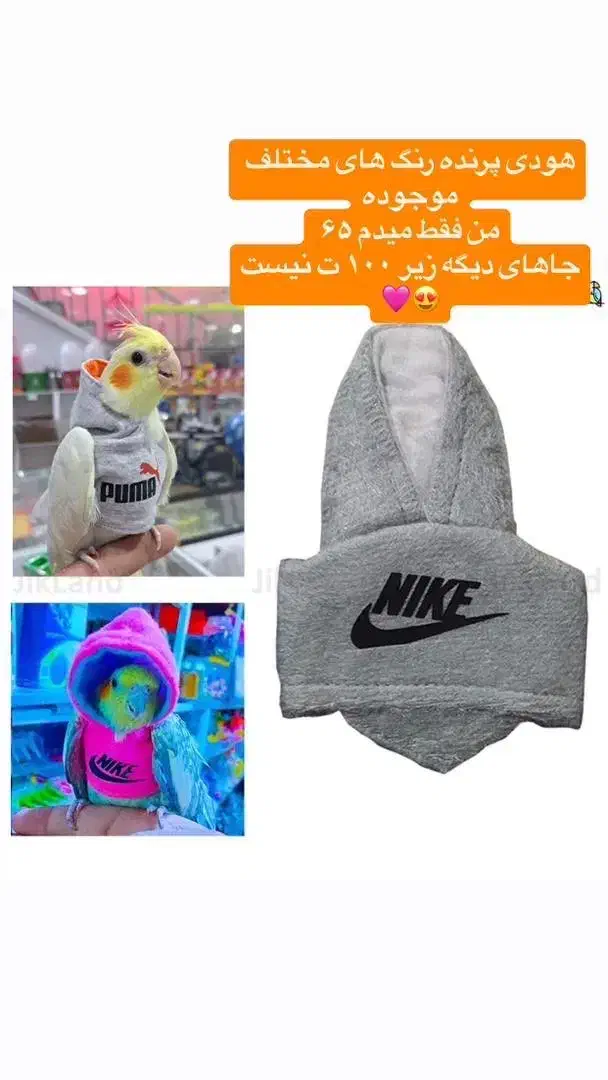 وسایل پرنده موجوده|پرنده|شیراز, وصال|دیوار