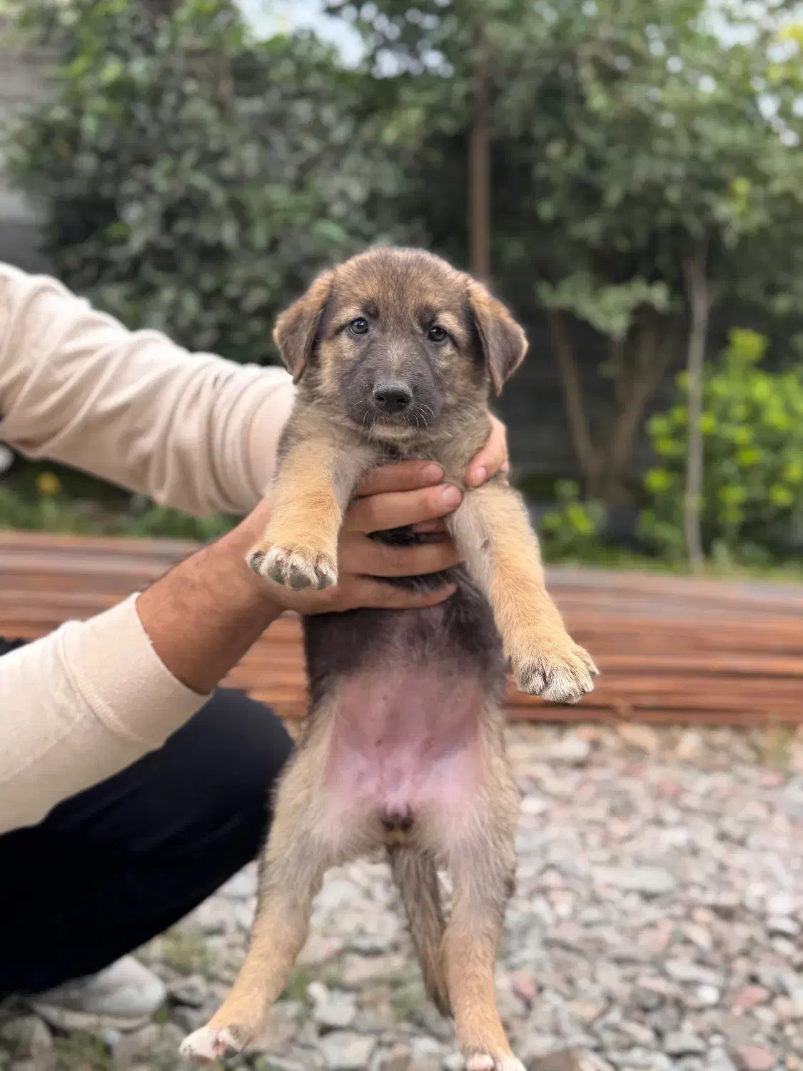 واگذاری سگ ژرمن|سگ|لاهیجان, شیشه گران|دیوار