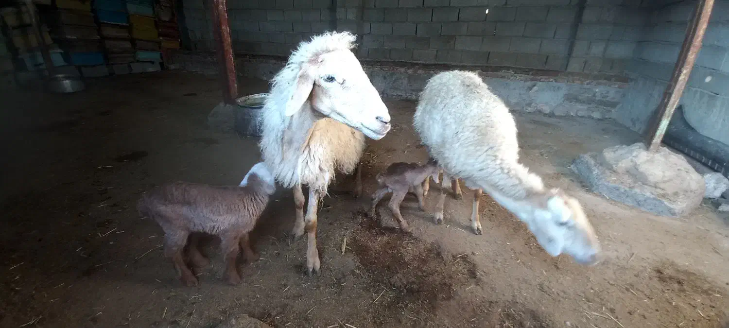 بره با کوسفند|حیوانات مزرعه|مشگین شهر, |دیوار