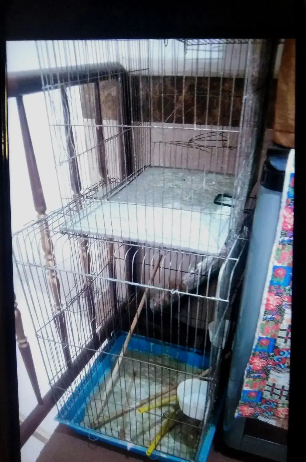 قفس طوطی هر سایز|لوازم جانبی حیوانات|قائم‌شهر, |دیوار