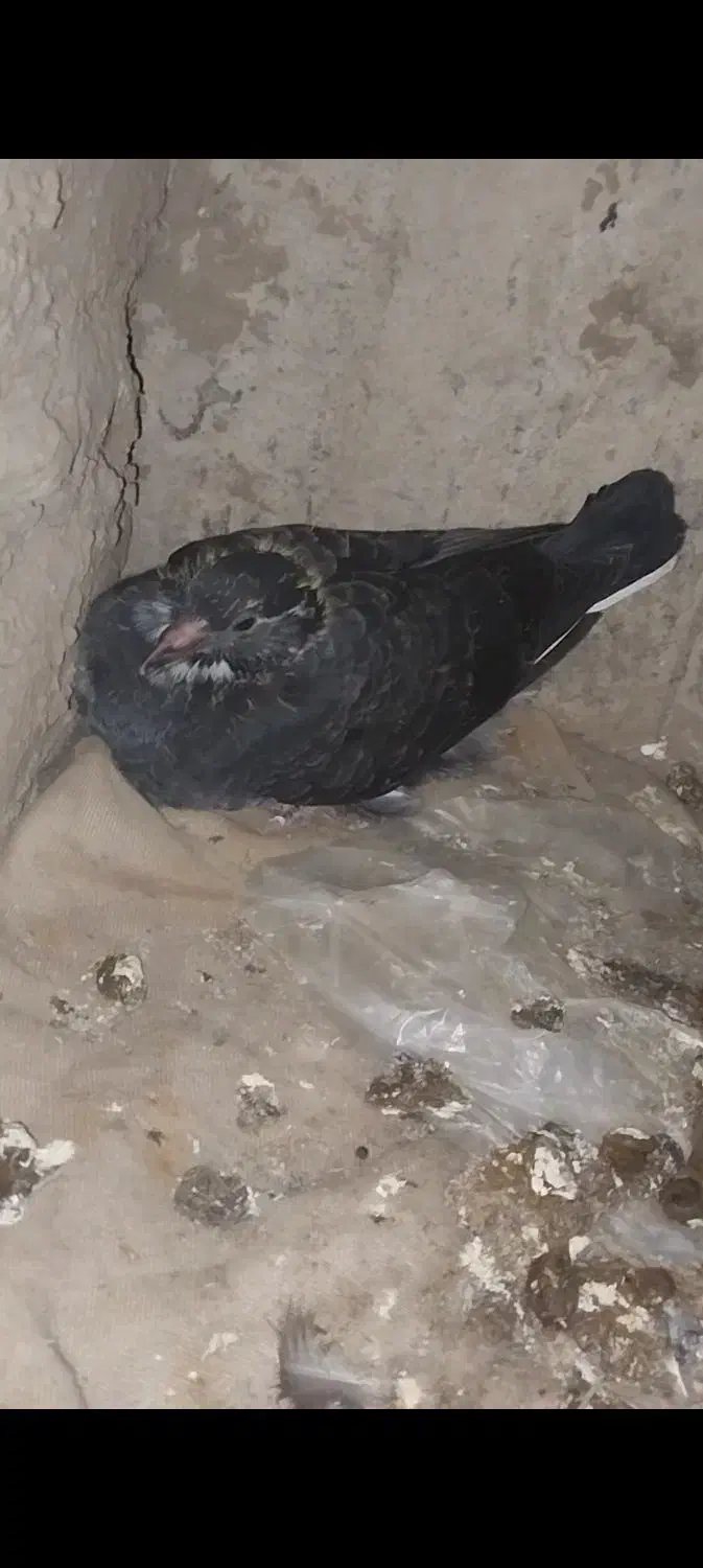 کبوترخونگی|پرنده|خان ببین, |دیوار