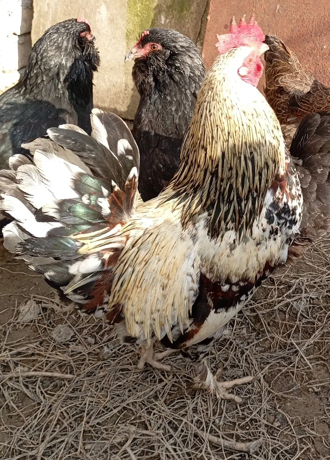 خروس گلین|حیوانات مزرعه|گرمخان, |دیوار