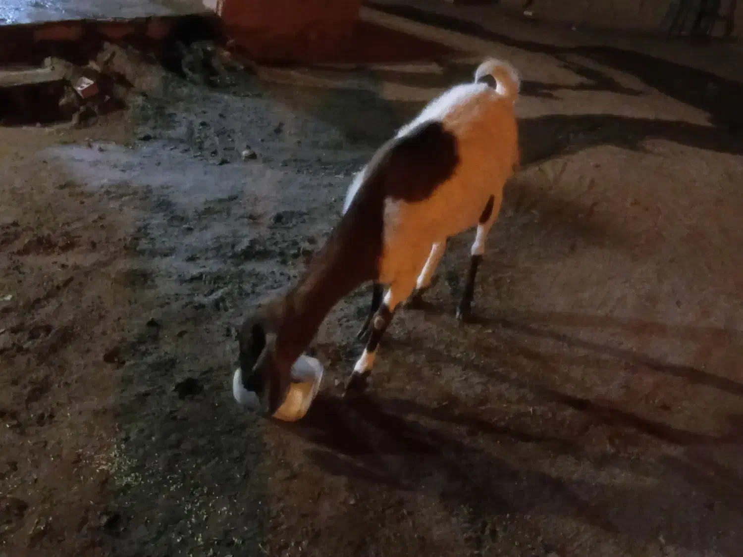 بز و نری|حیوانات مزرعه|گنبکی, |دیوار