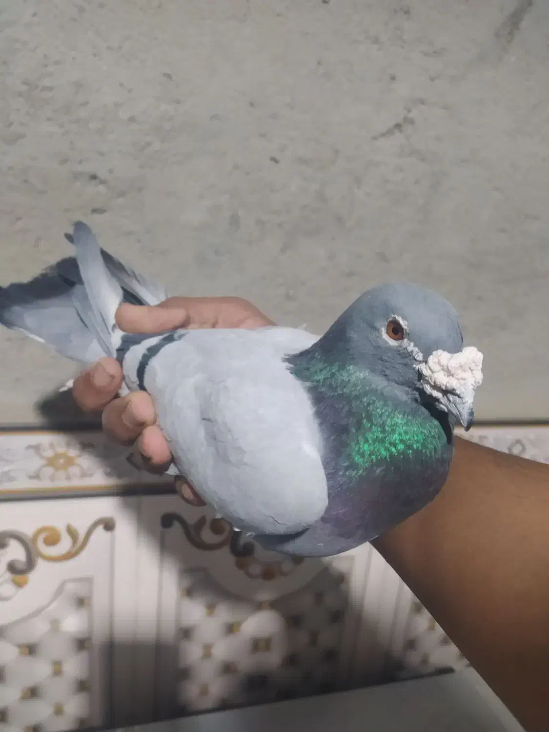 کیلومتری نر|پرنده|سراوان, |دیوار