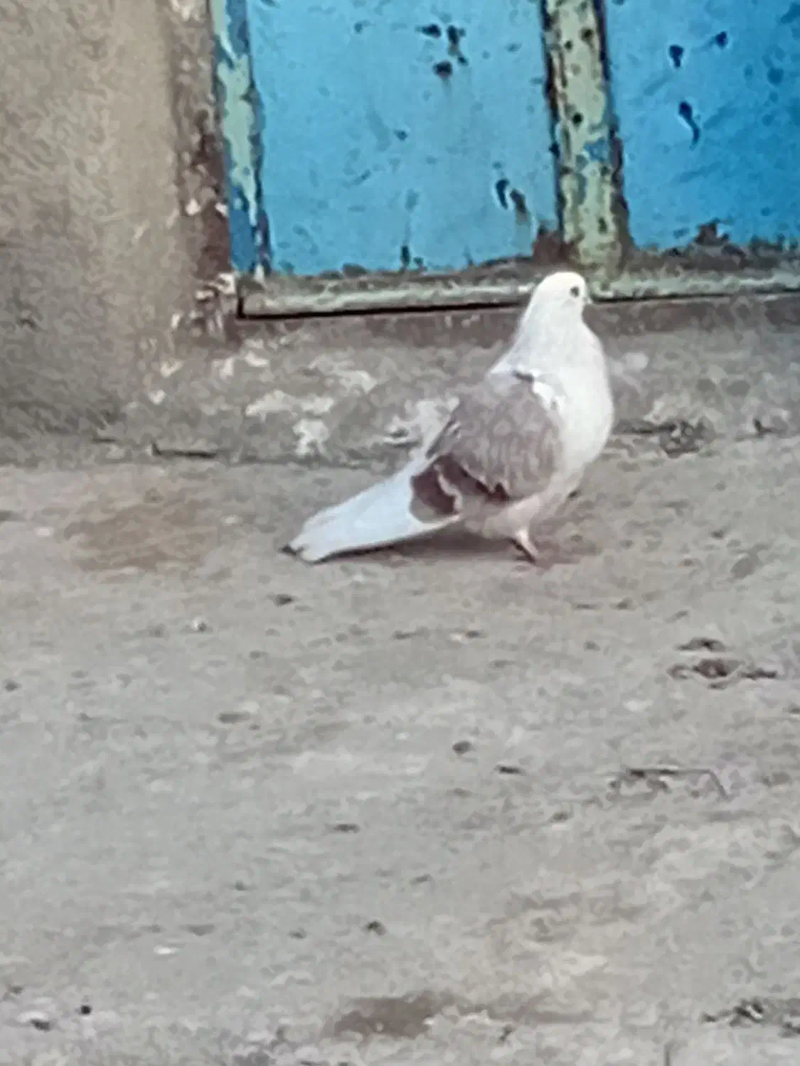 کبوتر دوکت نو ریز|پرنده|کبودرآهنگ, |دیوار