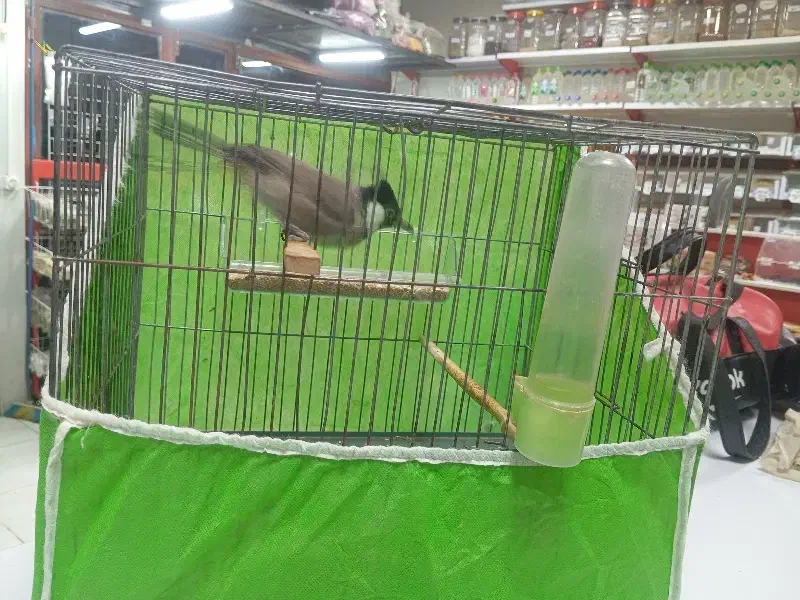 پرنده|پرنده|نورآباد, |دیوار