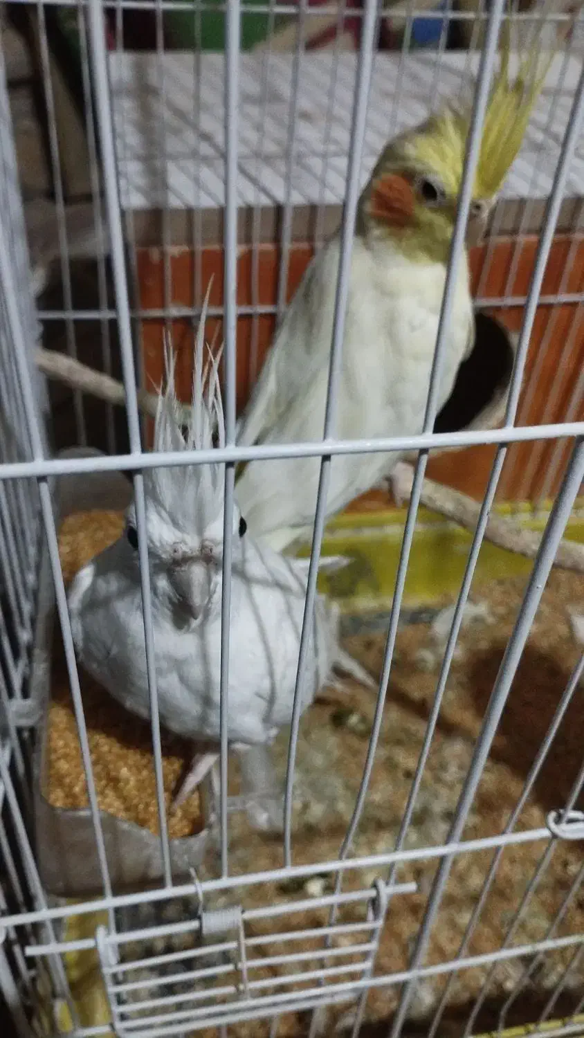 فروش عروس هلندی لوتینو،و البینو|پرنده|زابل, |دیوار