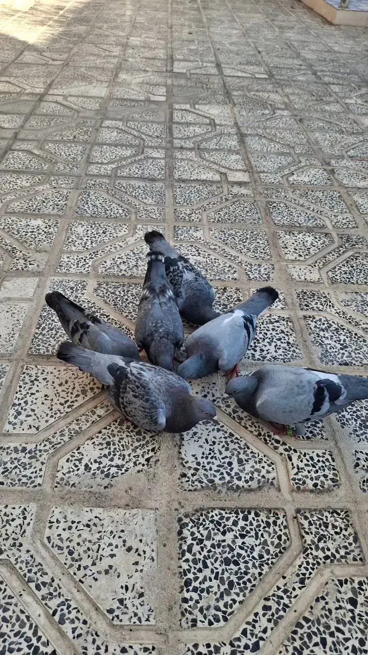 کبوتر|پرنده|آبدانان, |دیوار