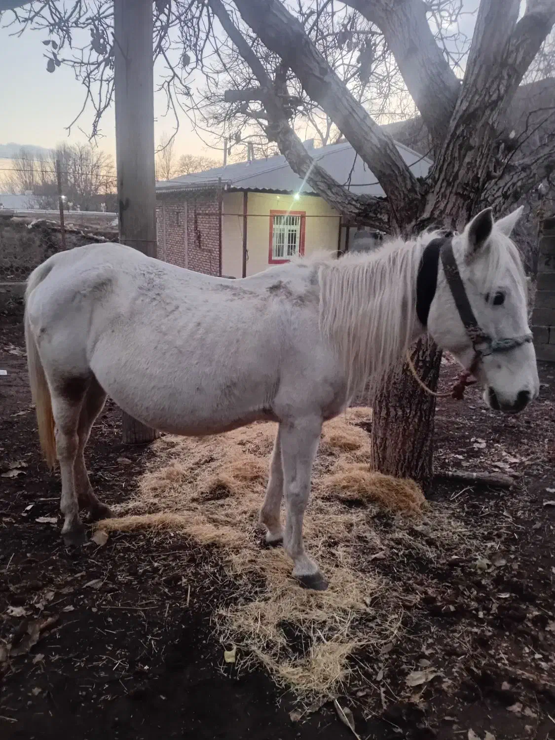 اسب مادیان نژاد کُرد|اسب و تجهیزات اسبسواری|خلخال, |دیوار