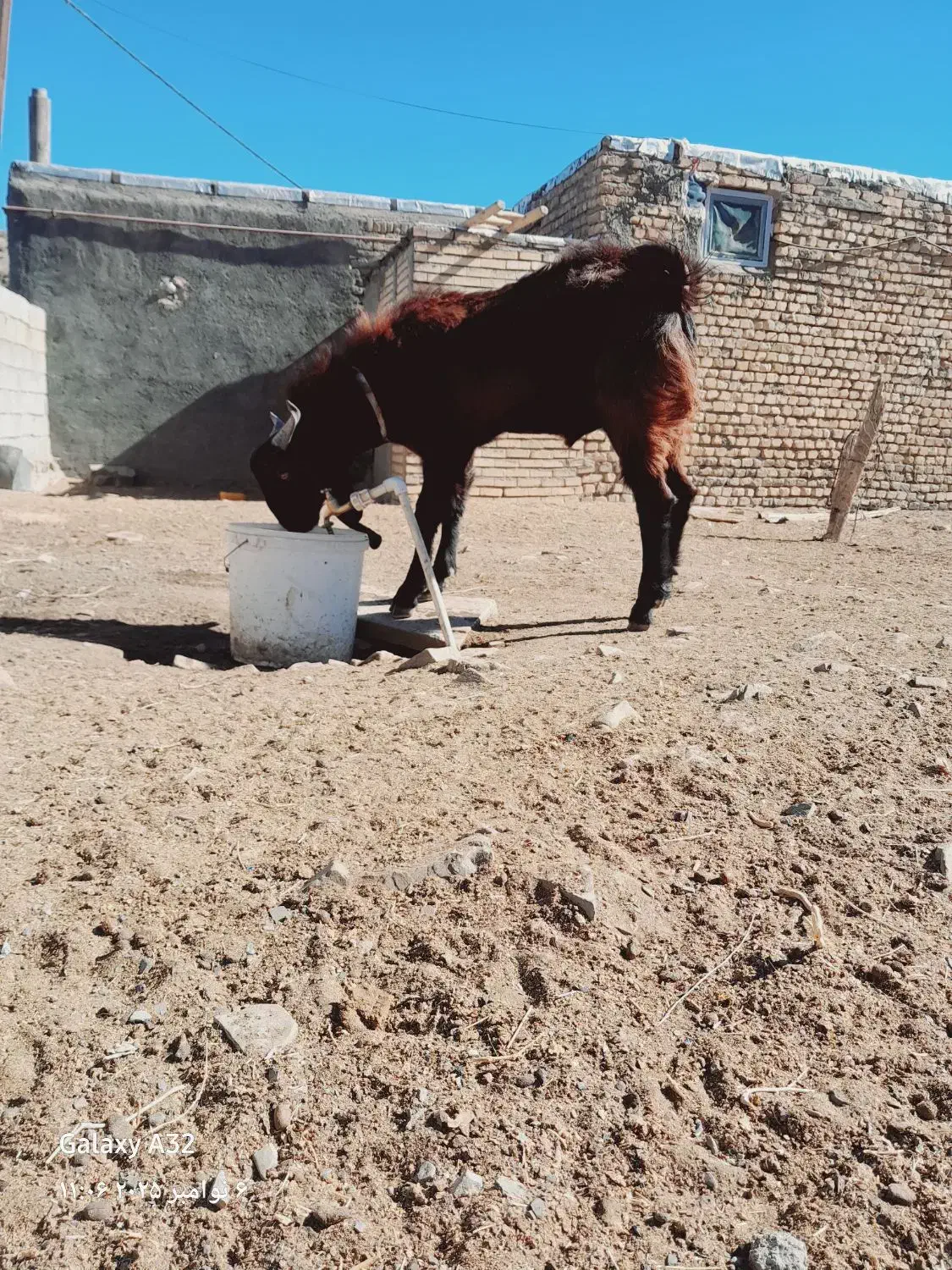 بزغاله پاکستانی نر۱۰ راس. بز میش بره|حیوانات مزرعه|رضویه, |دیوار