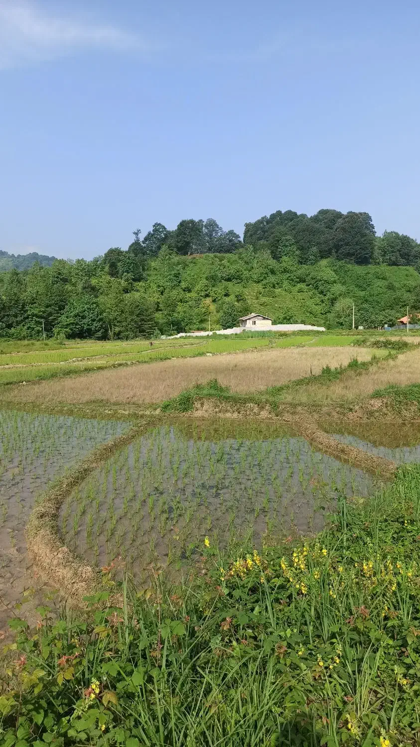 برنج محلی لاهیجان|خوردنی و آشامیدنی|لاهیجان, لیل|دیوار