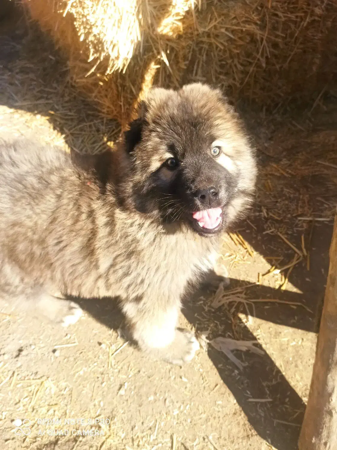 سگ کوچک|سگ|میمند, |دیوار