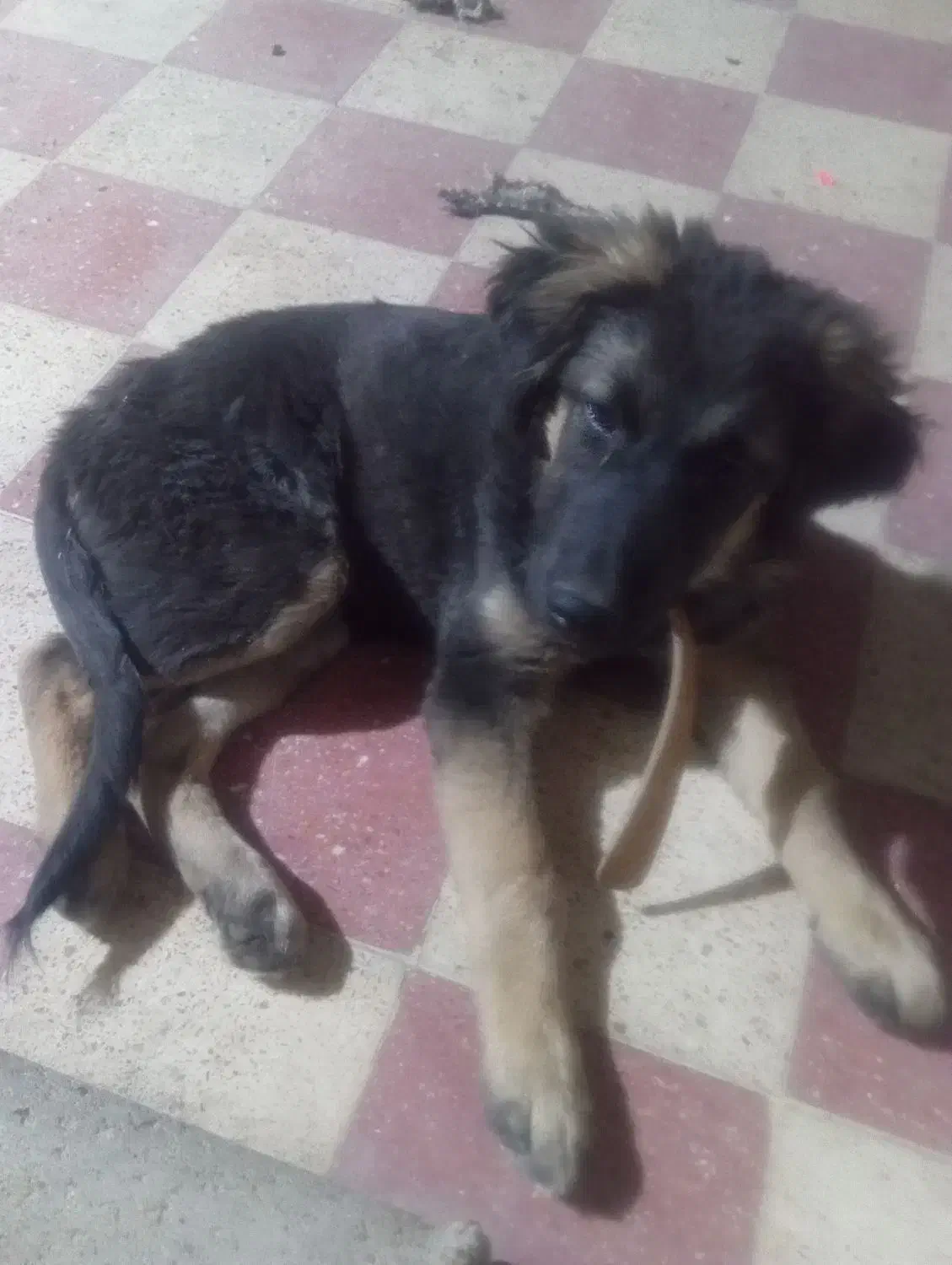 حیوانات|سگ|شیراز, شهرک پرواز|دیوار