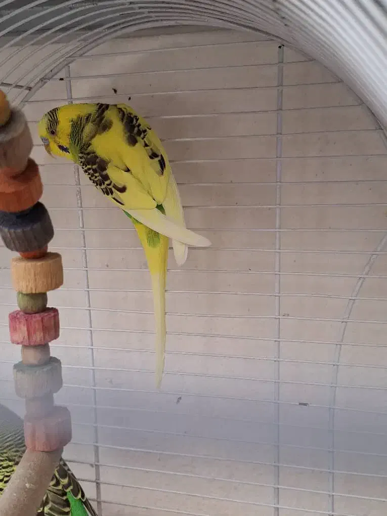 مرغ عشق نر|پرنده|زرقان, |دیوار