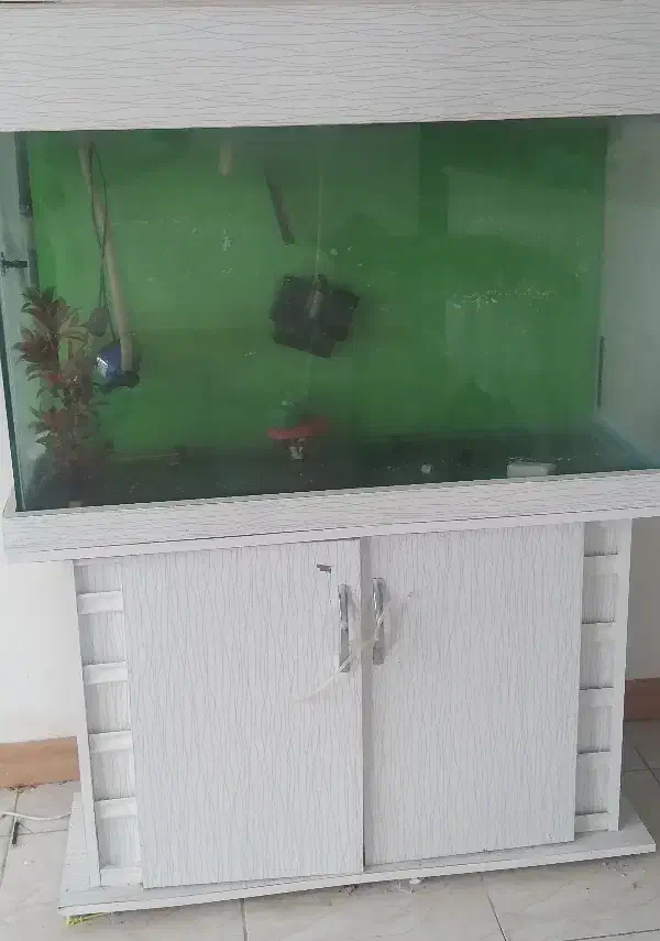 اکواریوم|ماهی|رودهن, |دیوار