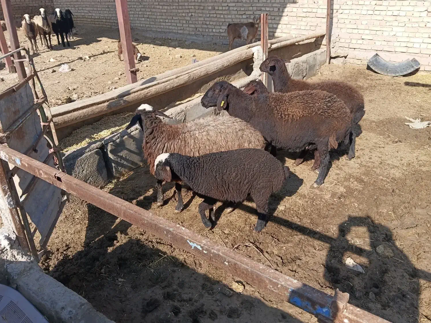 شیشک میش بره دار|حیوانات مزرعه|بشاریات, |دیوار