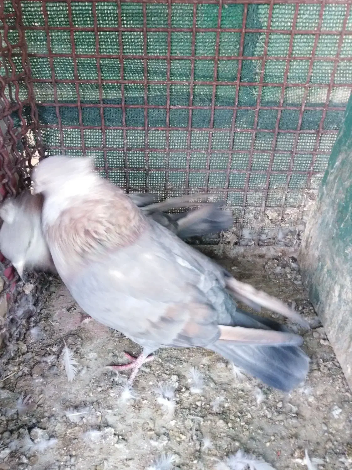 2جفت کفتر|پرنده|شاهین‌شهر, مورچه خورت|دیوار