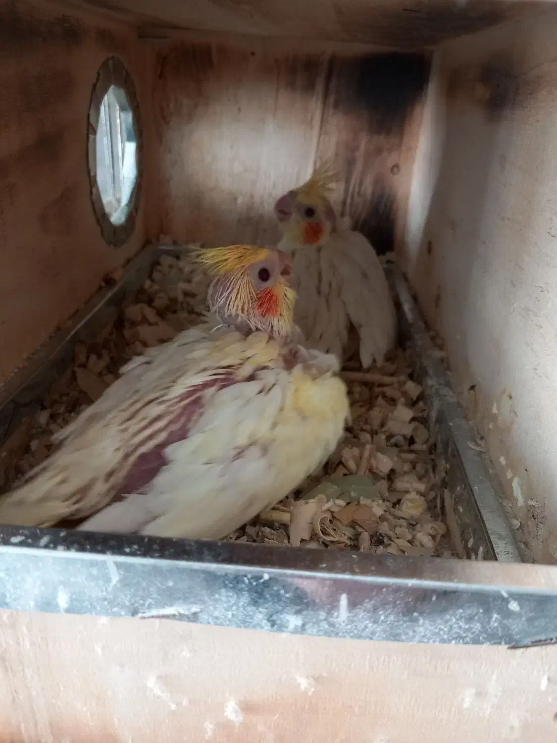 جوجه عروس هلندی|پرنده|ماکو, |دیوار