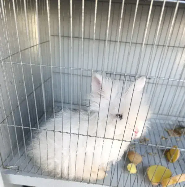 خرگوش|موش و خرگوش|جوانرود, |دیوار