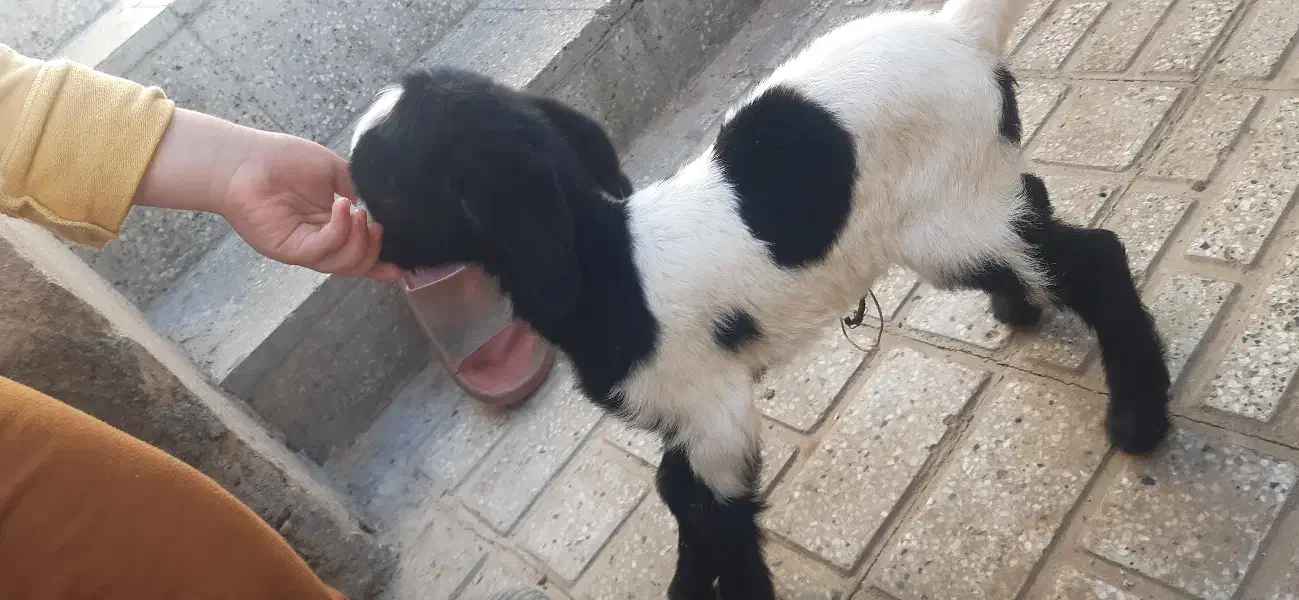 بزغاله شیری و بره نر جهت کشتار|حیوانات مزرعه|شیروان (خراسان), |دیوار