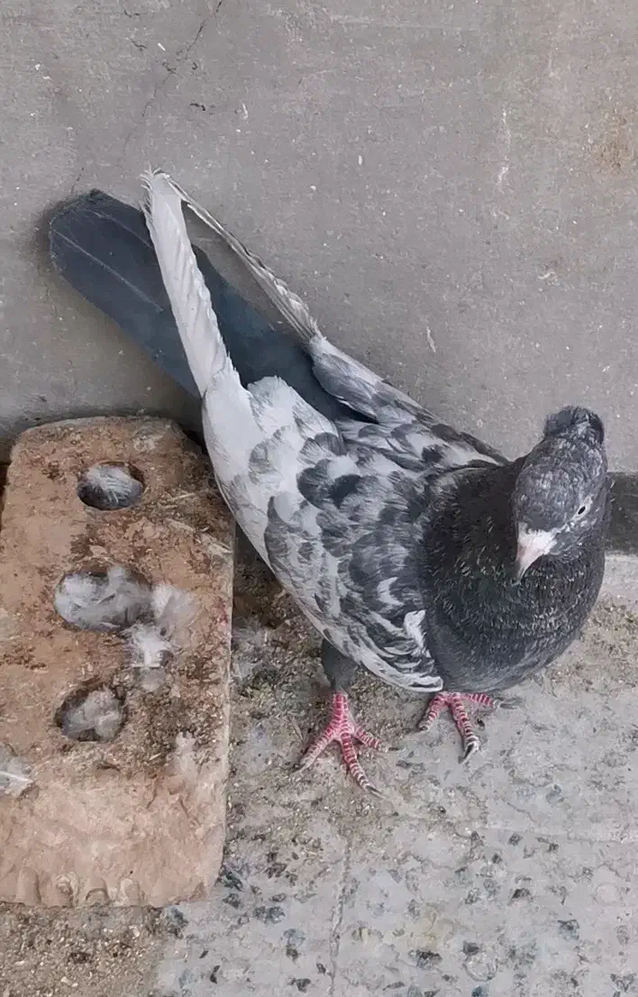 سینه|پرنده|شیراز, شهرک گلستان|دیوار