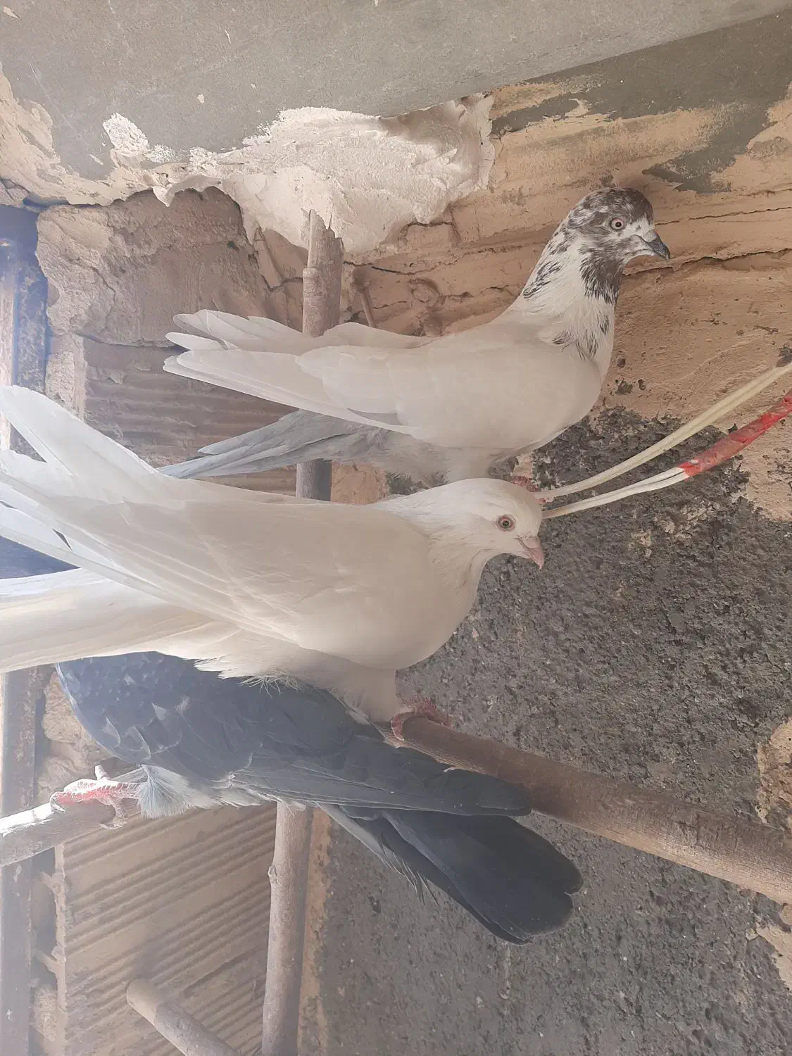 کبوترپرشی نر|پرنده|قم, کیوانفر|دیوار