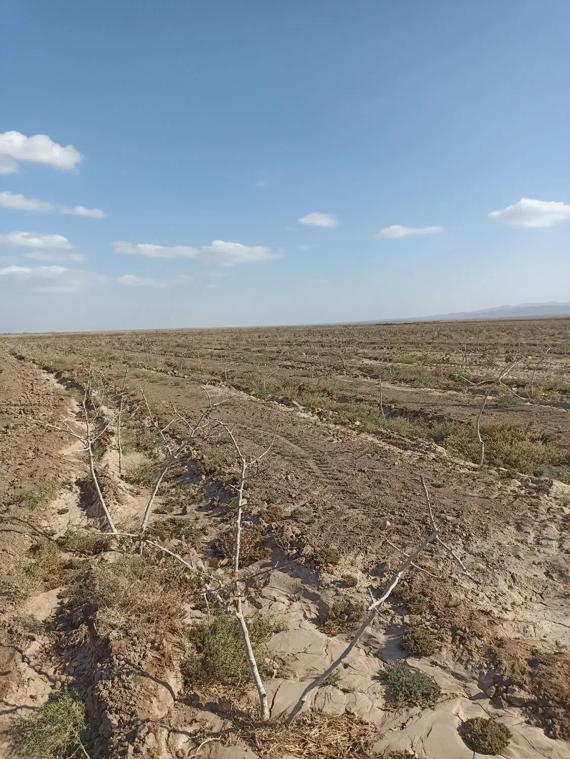 باغ پسته|فروش زمین و ملک کلنگی|سبزوار, شرق کال میانی|دیوار