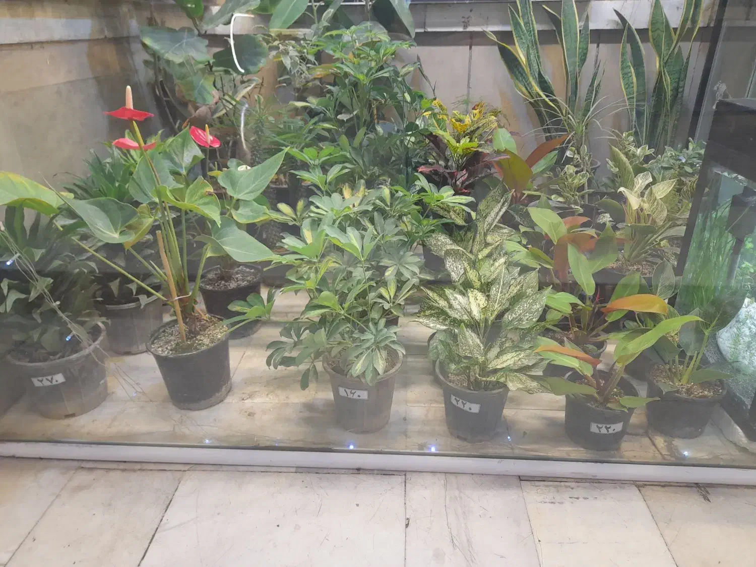 انواع گیاه های آپارتمانی برای روز مادر|گل و گیاه طبیعی|مشهد, کوه سنگی|دیوار