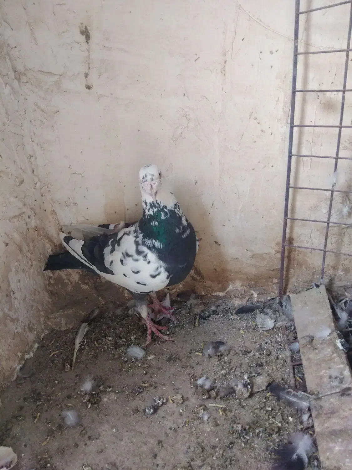 نر سوسکی سیاه|پرنده|بیرجند, |دیوار