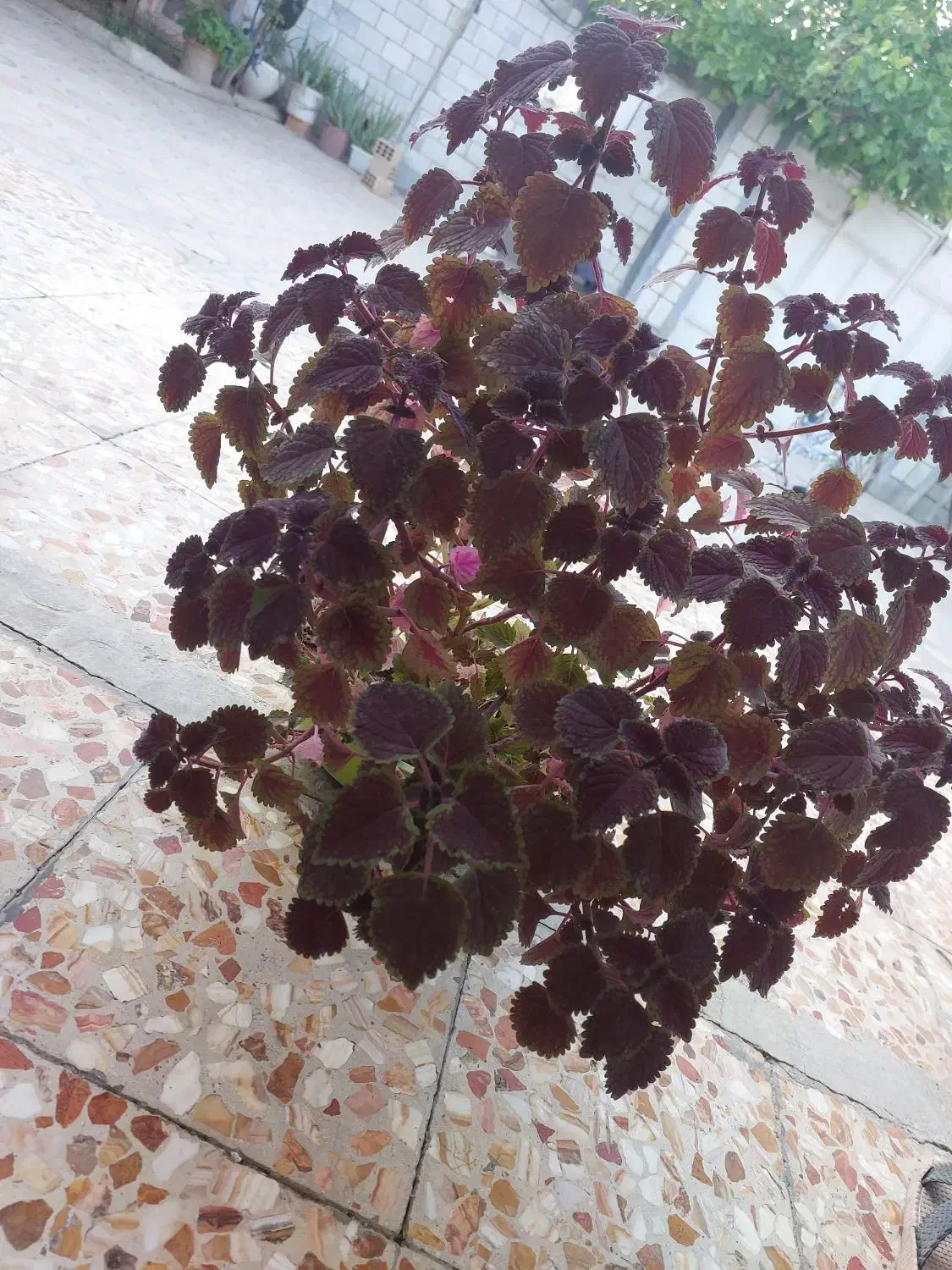 گل حسنی یوسف شاداب قشنگ|گل و گیاه طبیعی|بازفت, |دیوار