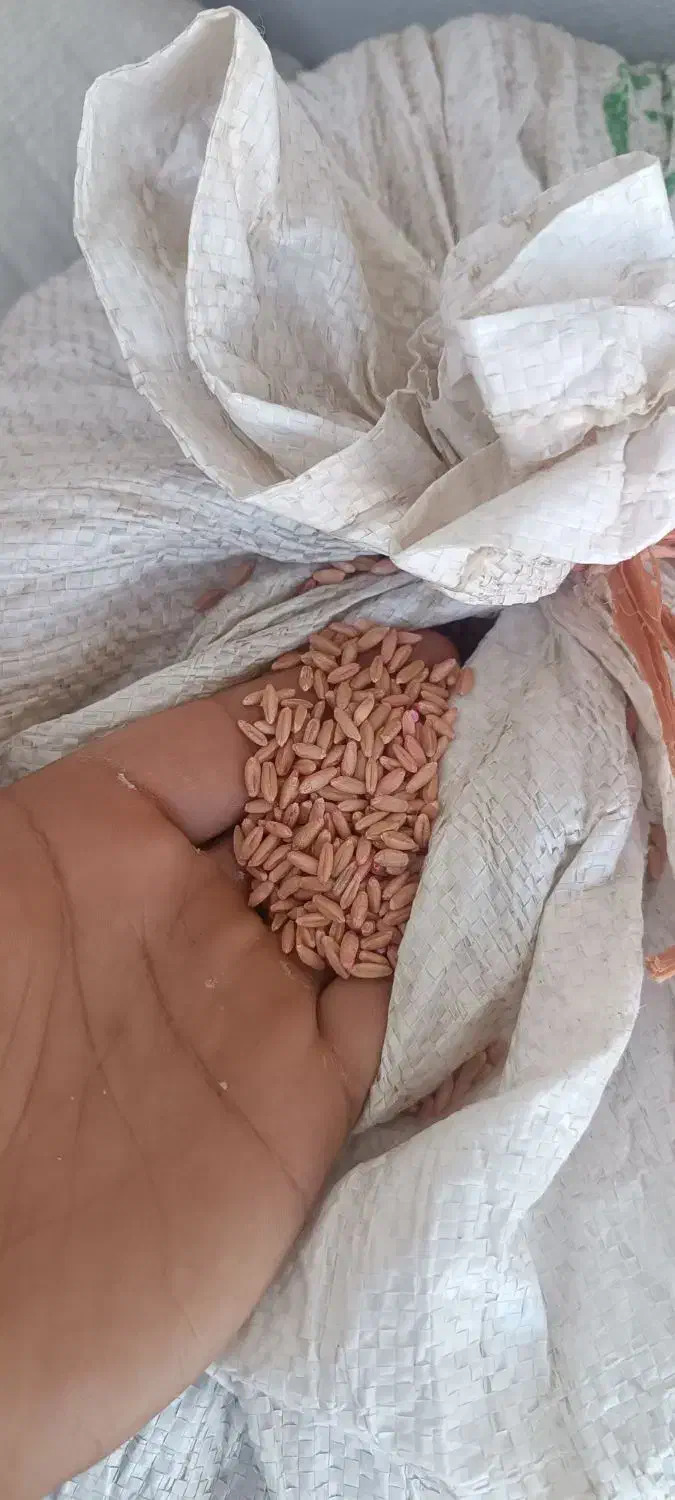 بذر گندم دیمی  بوجاری شده برا امسال|عمدهفروشی|بزینه رود, |دیوار