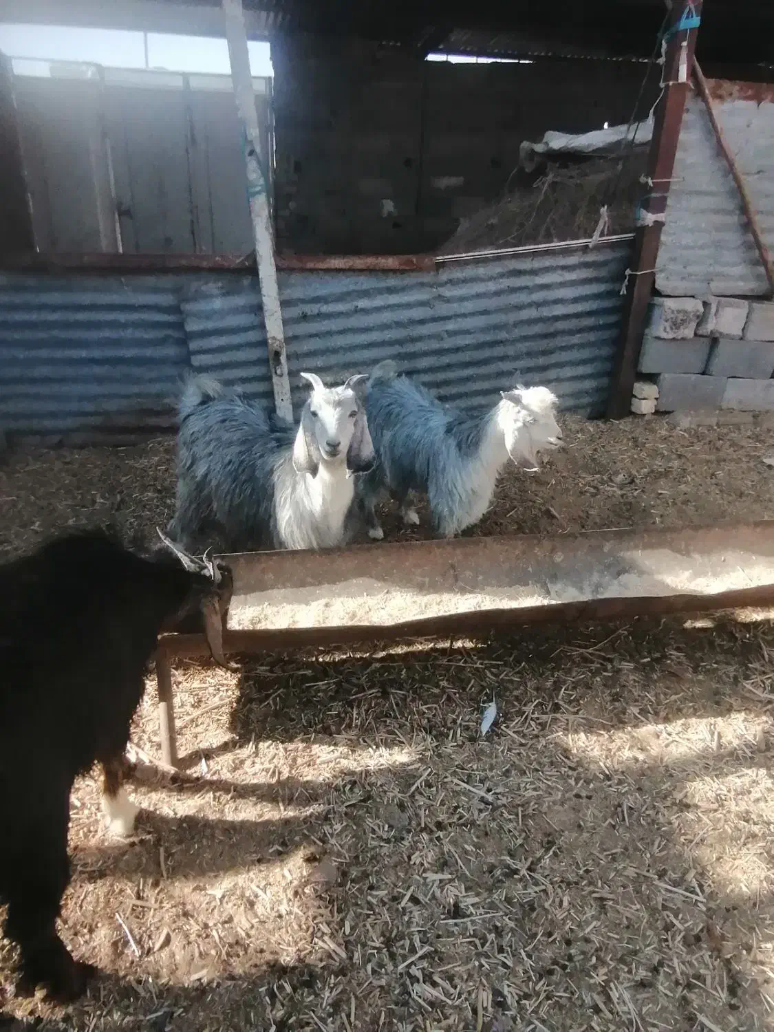 کهره نر ریز|حیوانات مزرعه|مرودشت, دولت آباد|دیوار