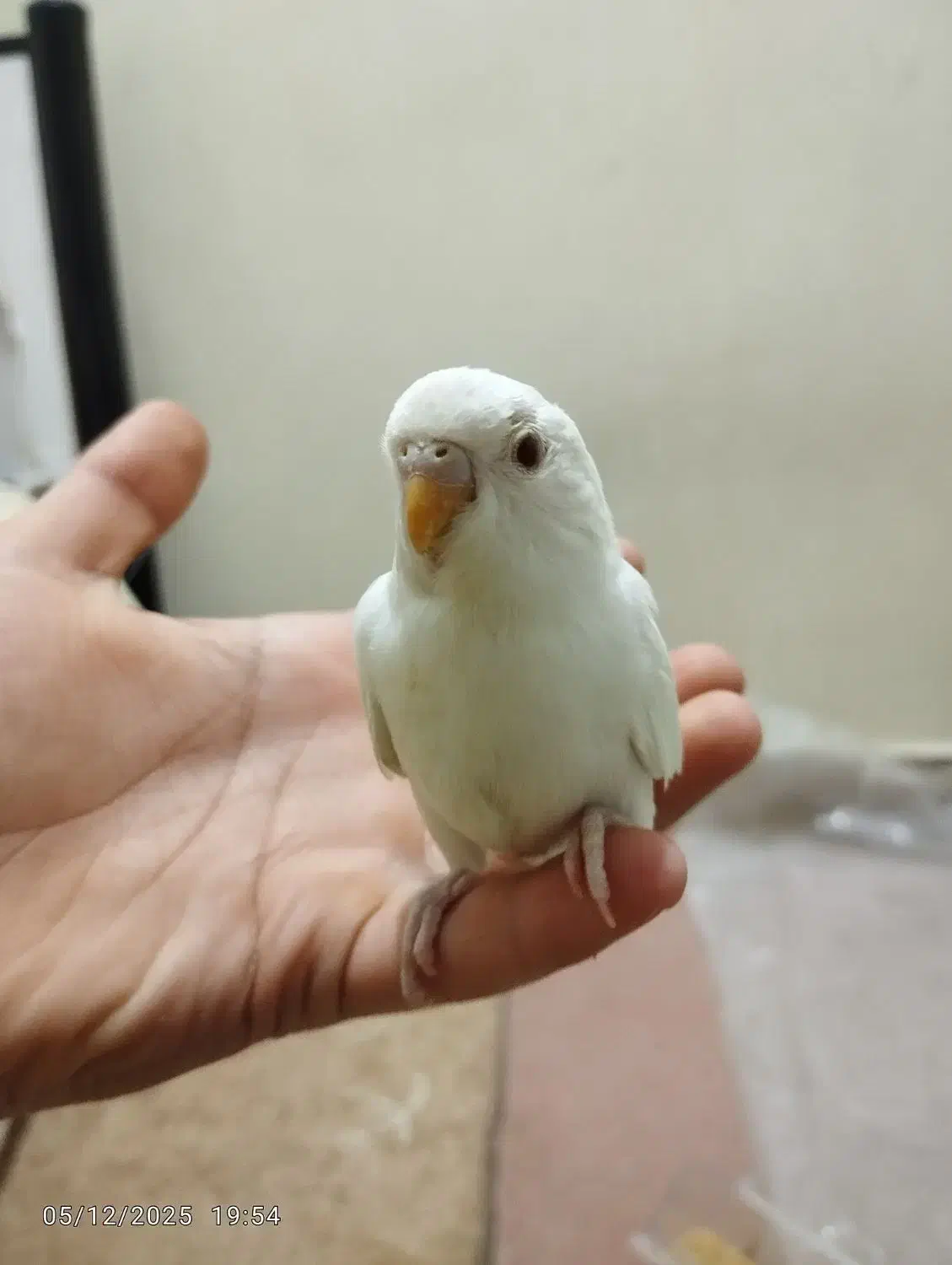 یه جفت مرغ عشق|پرنده|شوش, |دیوار