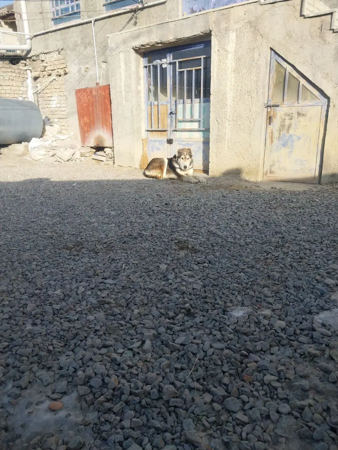 سگ گله|سگ|قوچان, |دیوار