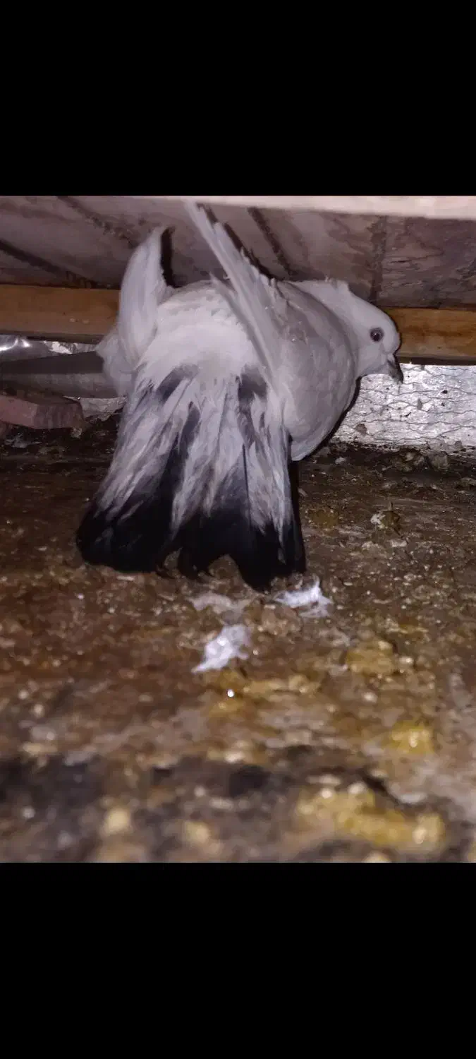 کبوتر‌|حیوانات|قم, پردیسان|دیوار