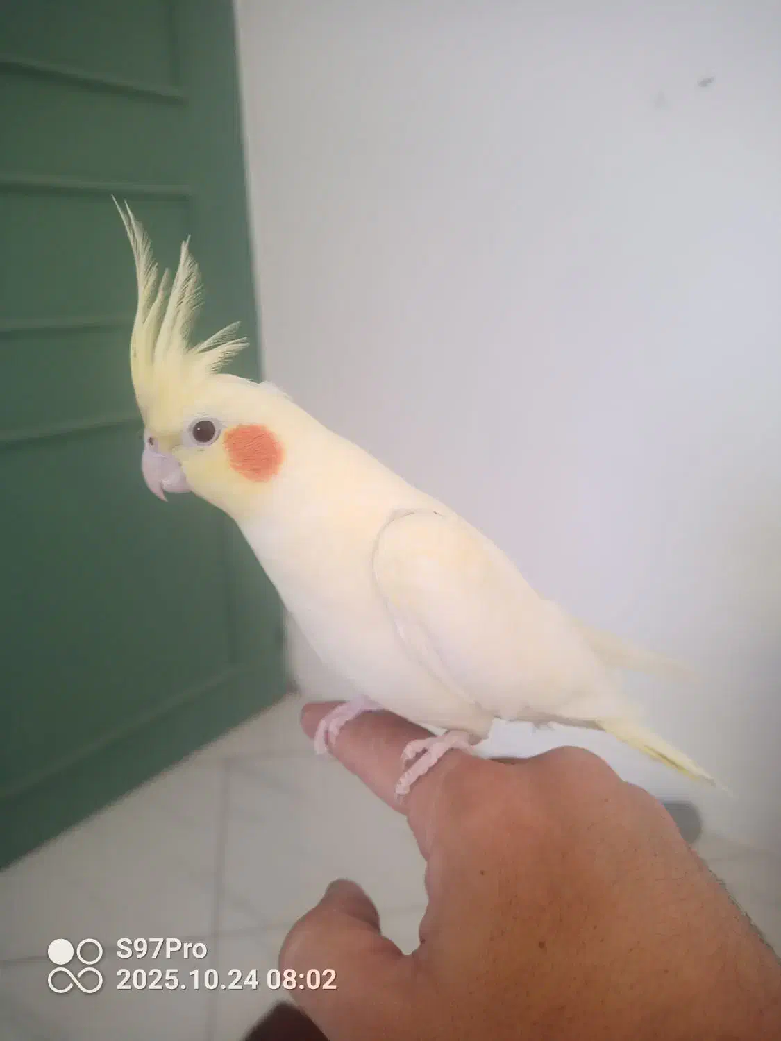 عروس هلندی نر جوان خونگی|پرنده|مشهد, کوثر|دیوار