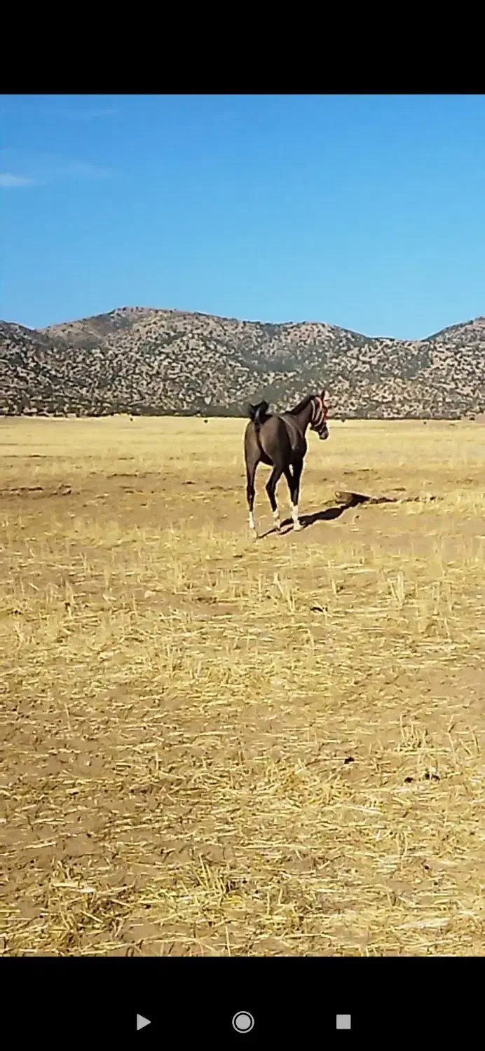 کره نریان|اسب و تجهیزات اسب‌سواری|کرمانشاه, |دیوار