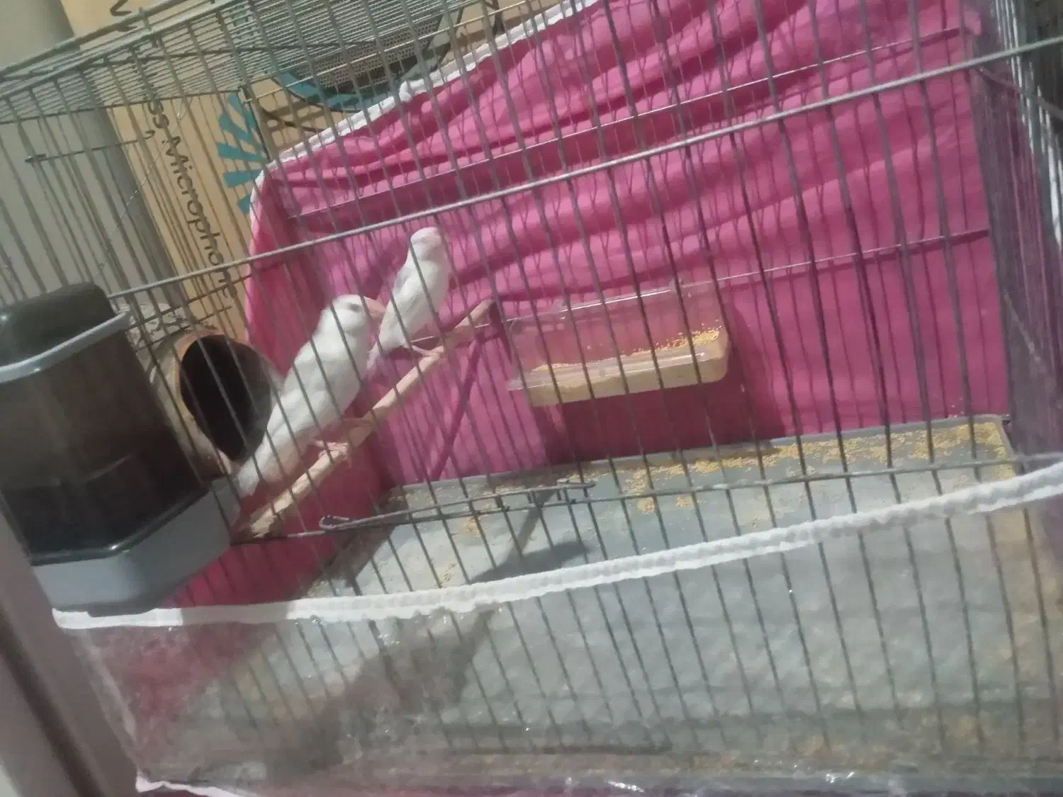 یه جفت فنچ نرگسی|پرنده|بم, |دیوار