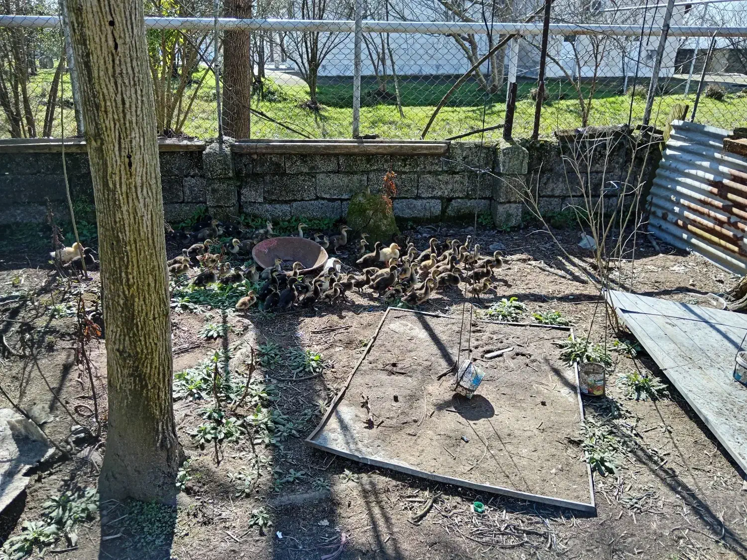 جوجه اردک|حیوانات مزرعه|رشت, حومه رشت|دیوار