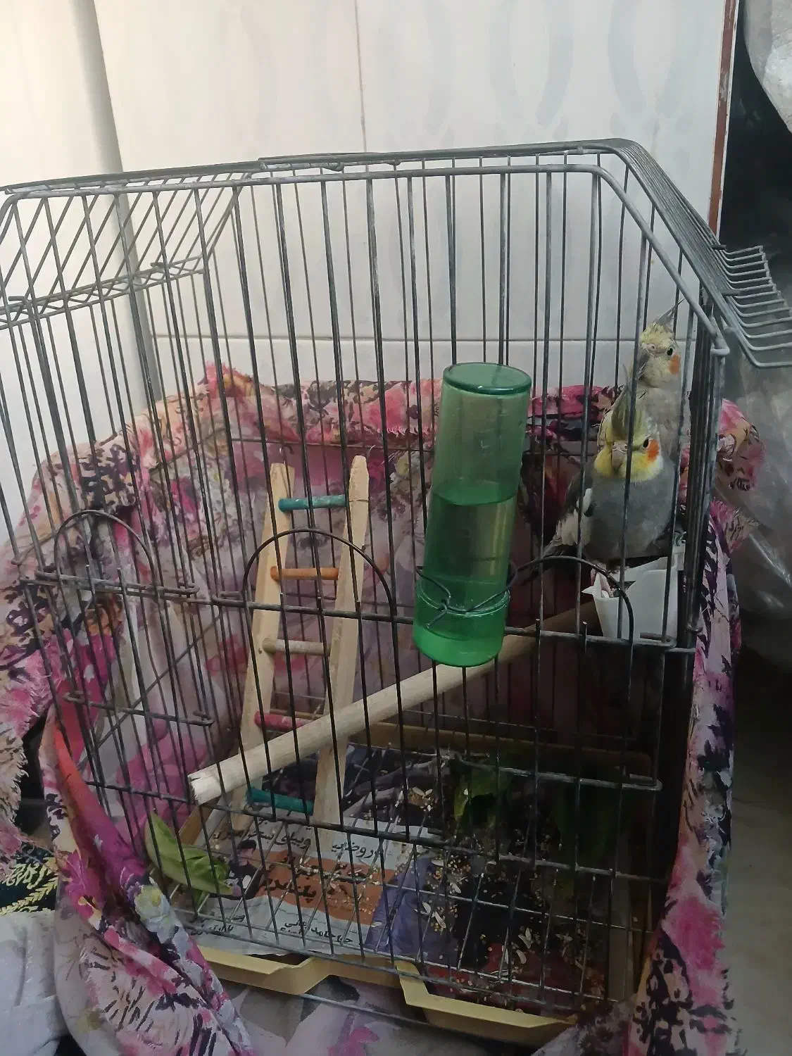 پرنده عروس هلندی|پرنده|بهارستان, |دیوار